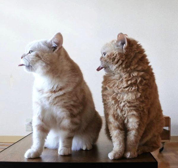 マンチカンのマフィンちゃんと、セルカークレックスのチーズちゃん