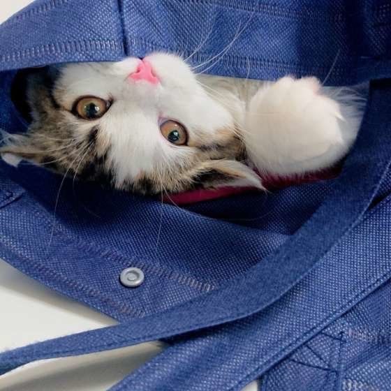 カバンの中に入るスコティッシュフォールド