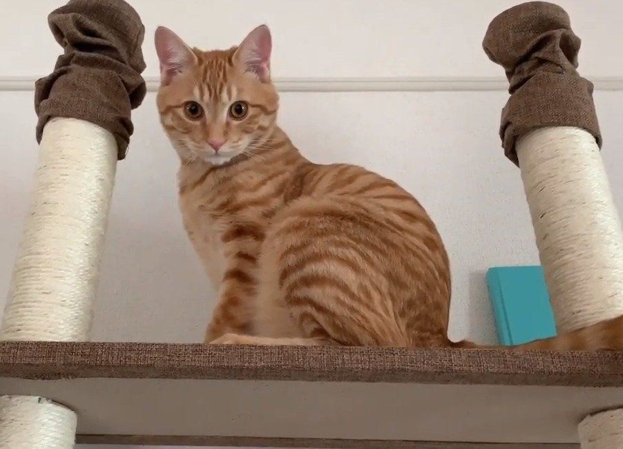 キャットタワーの猫