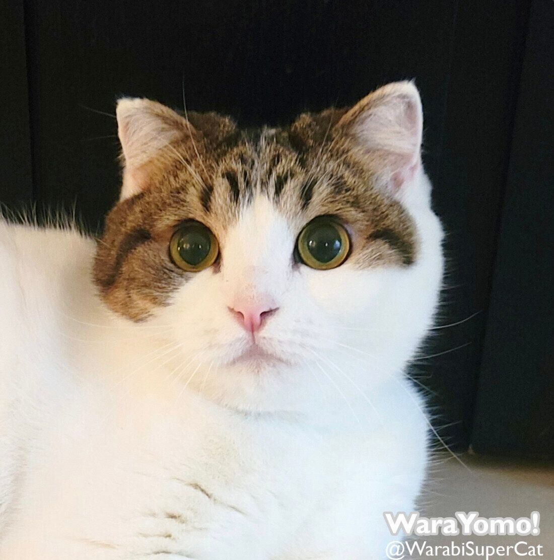 見つめるよもぎちゃん