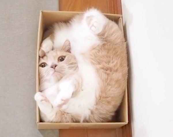 箱の中でくつろぐネネちゃん