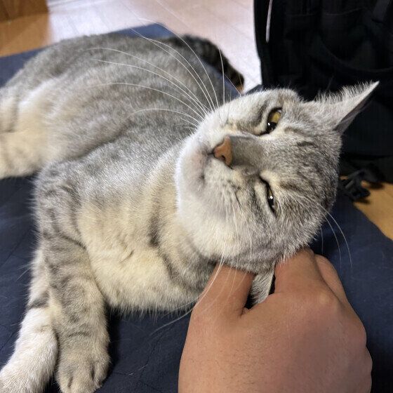 グレーのちょこちゃん