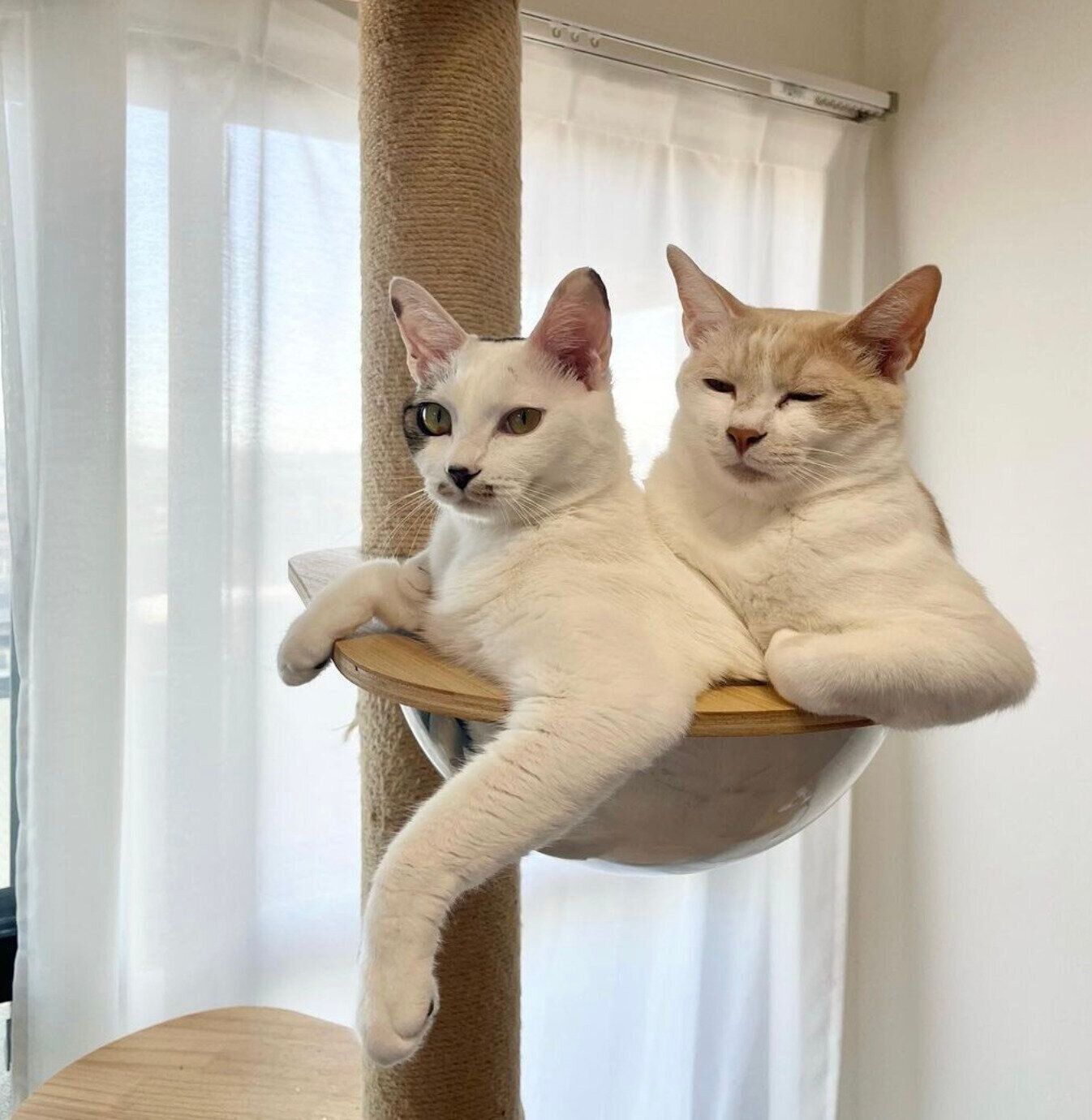 キャットタワーでくつろぐミソくん、コメちゃん