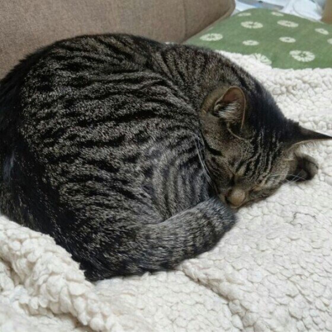 猫が丸まって寝る アンモニャイト 可愛い寝姿は保温目的 ねこのきもちweb Magazine 猫が丸まって寝る アンモニャイト 可愛い寝姿は保温目的 ねこのきもちweb Magazine