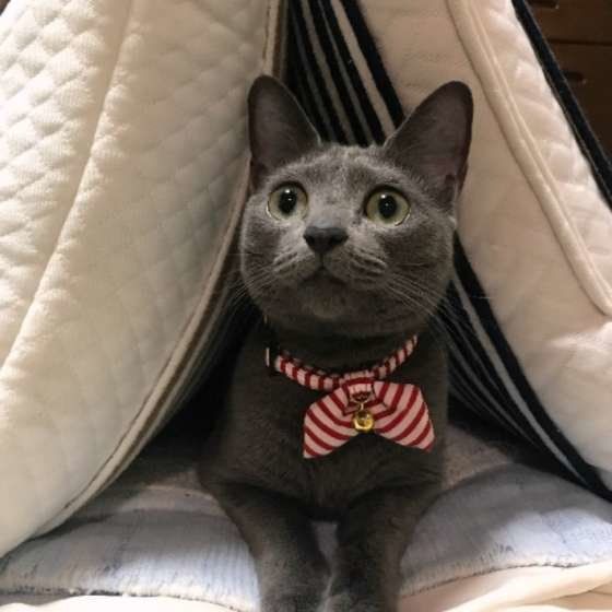 見つめるロシアンブルー