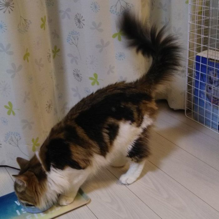 翔くん（オス・１才／ノルウェージャンフォレストキャット）画像／「ねこのきもち」読者提供