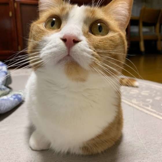 かわいいマンチカン