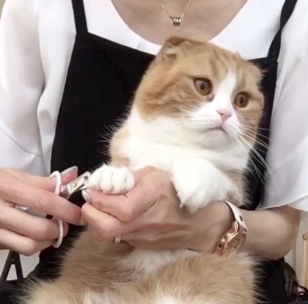 無表情で爪を切られる猫