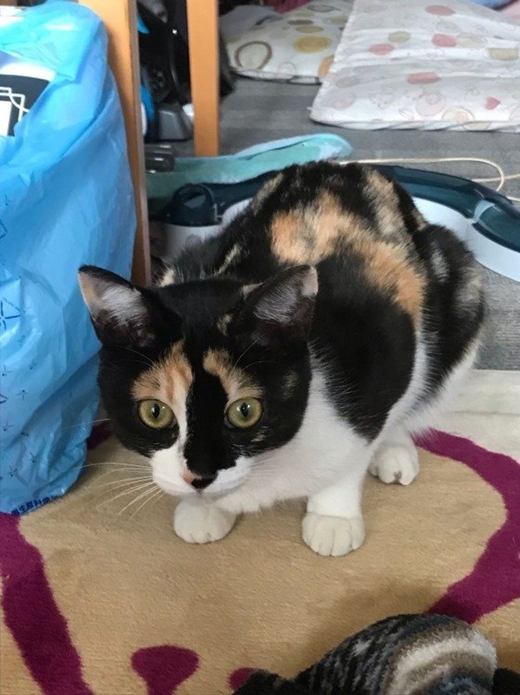 ねこのきもち 猫の柄と色は何種類 誕生の仕組みと柄について徹底分析 ねこのきもちweb Magazine ねこのきもち 猫の柄と色は何種類 誕生の仕組みと柄について徹底分析 ねこのきもちweb Magazine