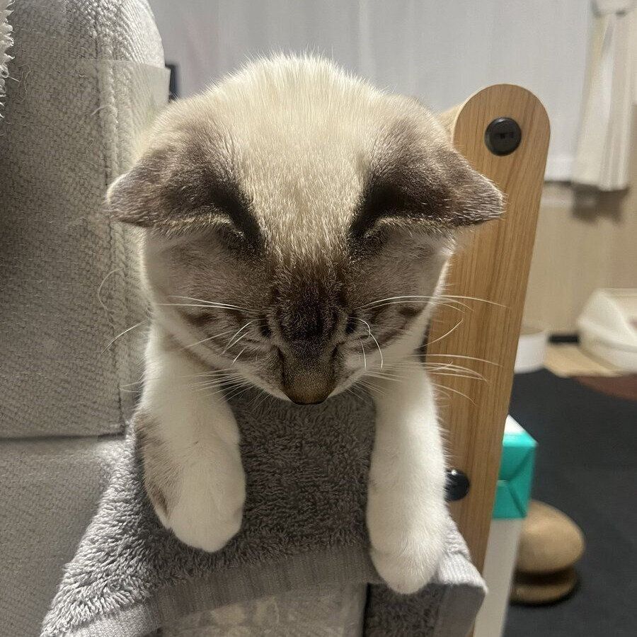 眠りについたちくわくん