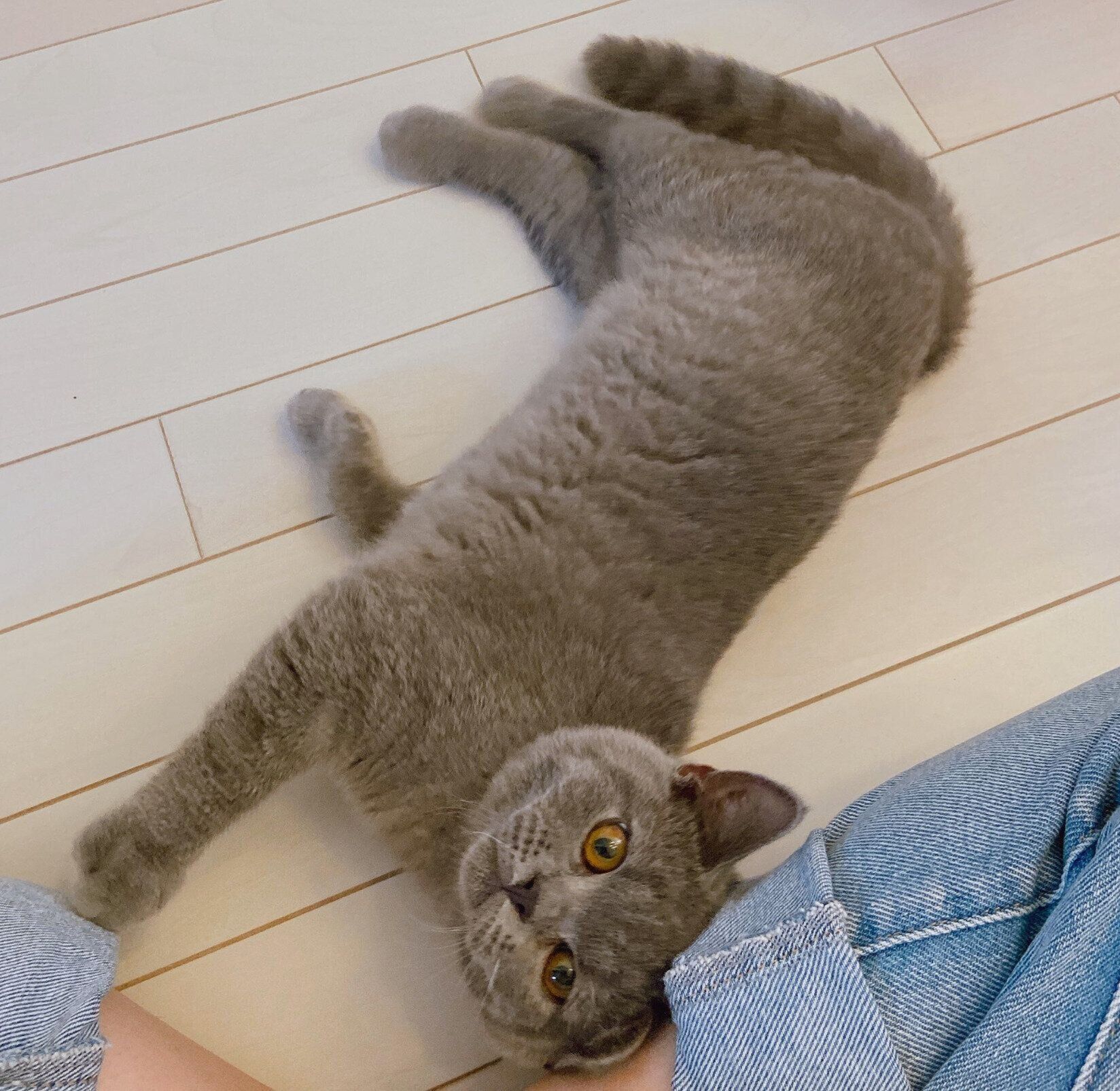 お迎え当時のおはぎくん