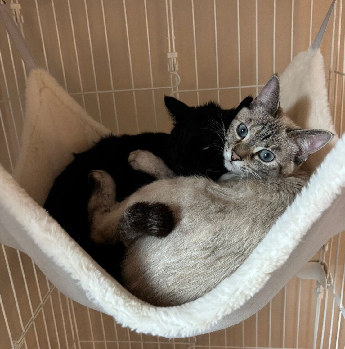 くっつくアロハちゃん、マハロくん