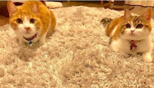 元保護猫のきなこちゃんと、スコティッシュフォールドのおもちちゃん