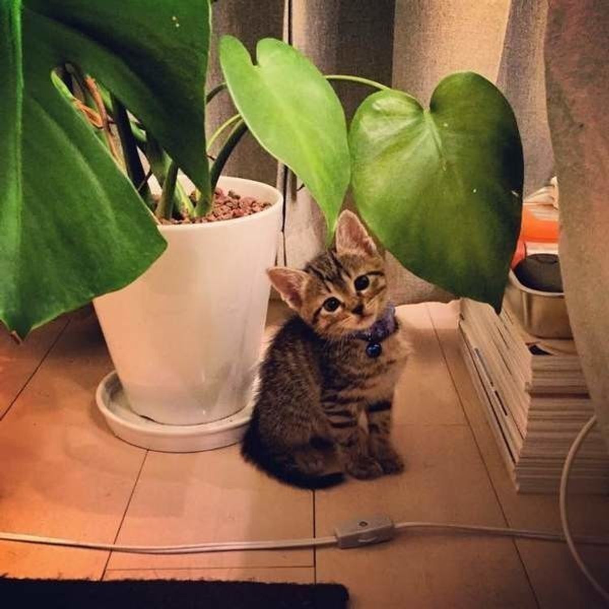 飼い主さんの声から徹底分析 キジトラ猫って飼いやすい性格 他の柄との違い 見分け方を専門家が解説 かわいい画像つき ねこのきもちweb Magazine 飼い主さんの声から徹底分析 キジトラ猫って飼いやすい性格 他の柄との違い 見分け方を専門家が解説 かわいい画像つき ねこのきもちweb Magazine