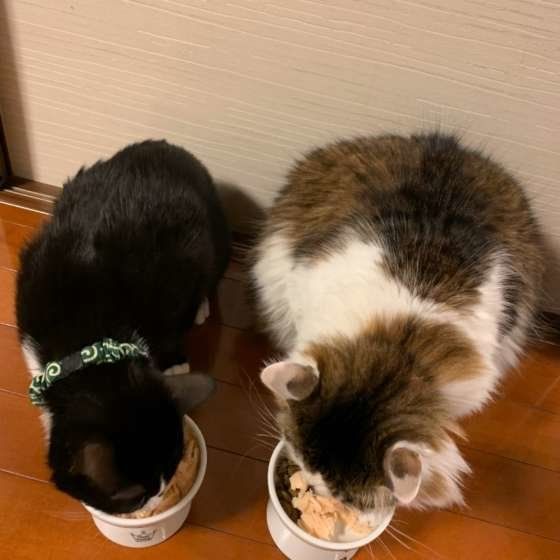 猫ににぼしをあたえてはダメ 注意するべきこと ねこのきもちweb Magazine