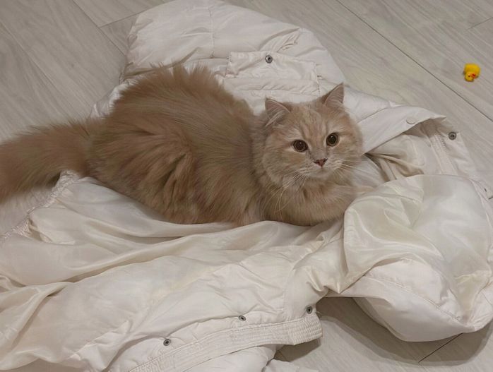 飼い主さんのダウンの上が好きなつきみくん