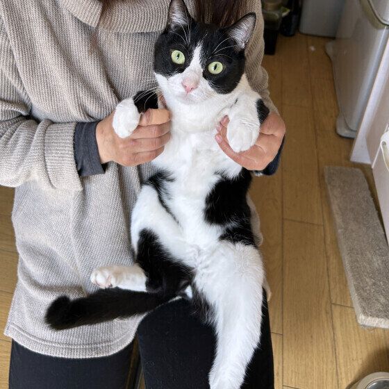 日本ネコのいつくん♪