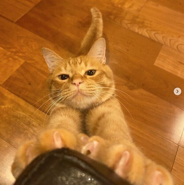 伸びをする金太郎くん