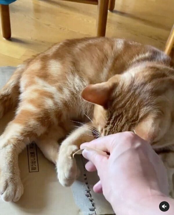 段ボールを開けさせてくれない欣二くん