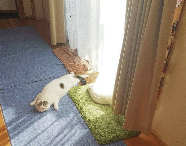 眠るスコティッシュフォールド