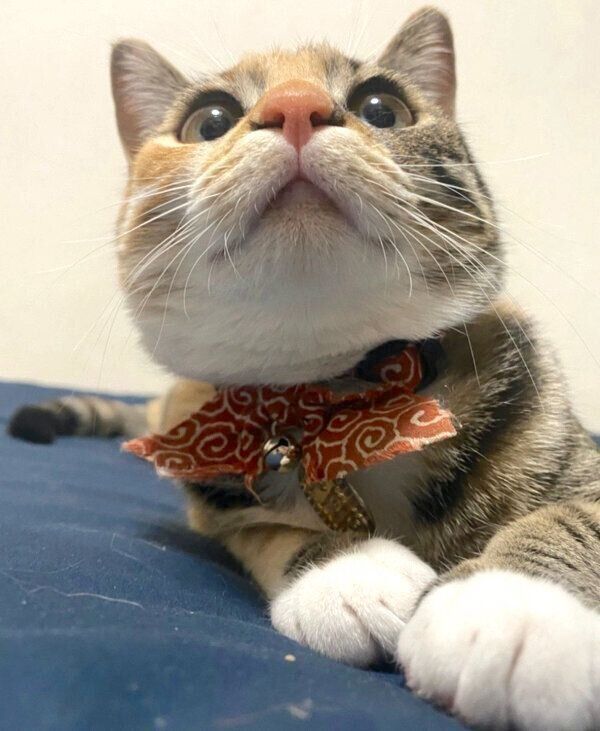 何かを見つめるぴーちゃん