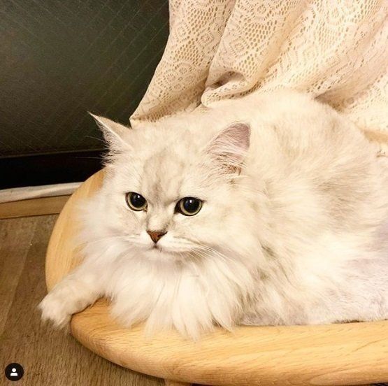 猫ベッドでくつろぐ猫