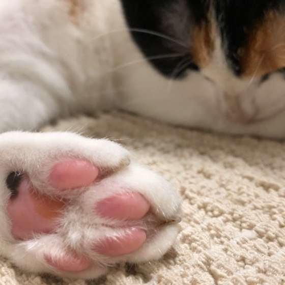 三毛猫の肉球
