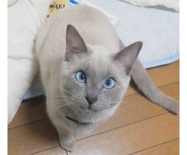 トンキニーズのスースちゃん