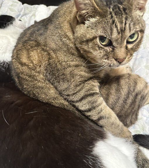 振り向くさくらちゃん