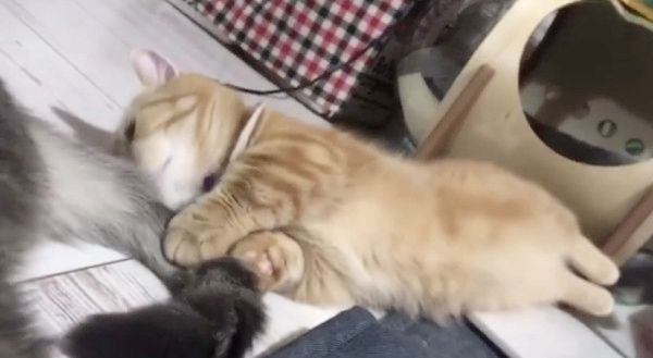 兄猫のしっぽが気になる妹猫