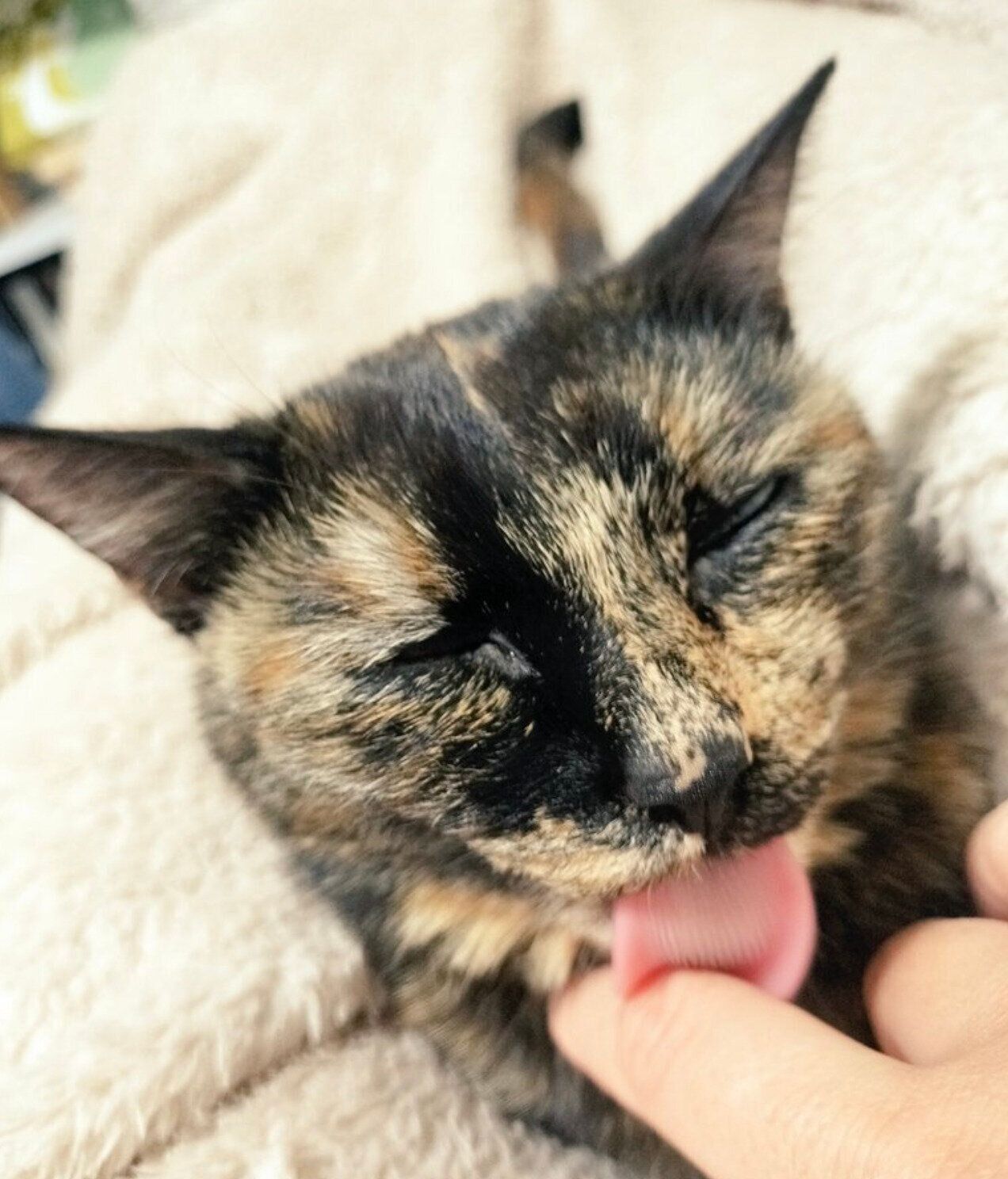 飼い主さんの指をなめる晴ちゃん