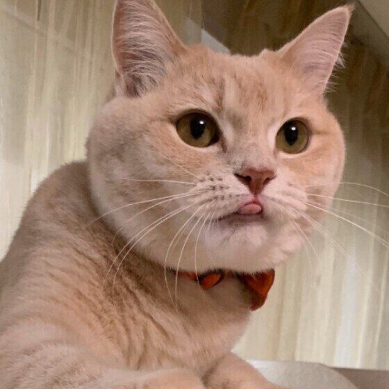 舌を出すマンチカン