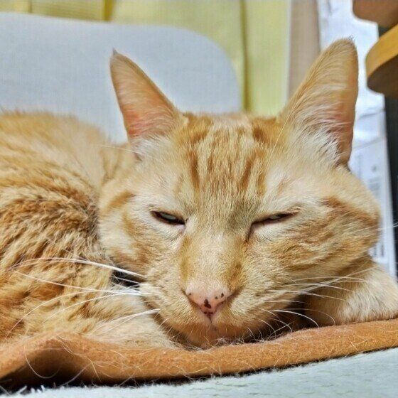 ムギコちゃん（MIX）