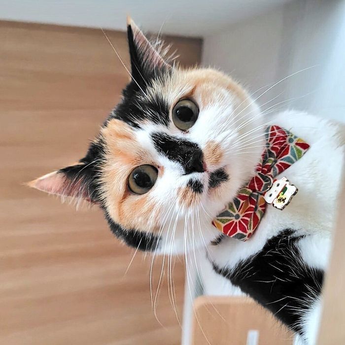 見つめるクルちゃん