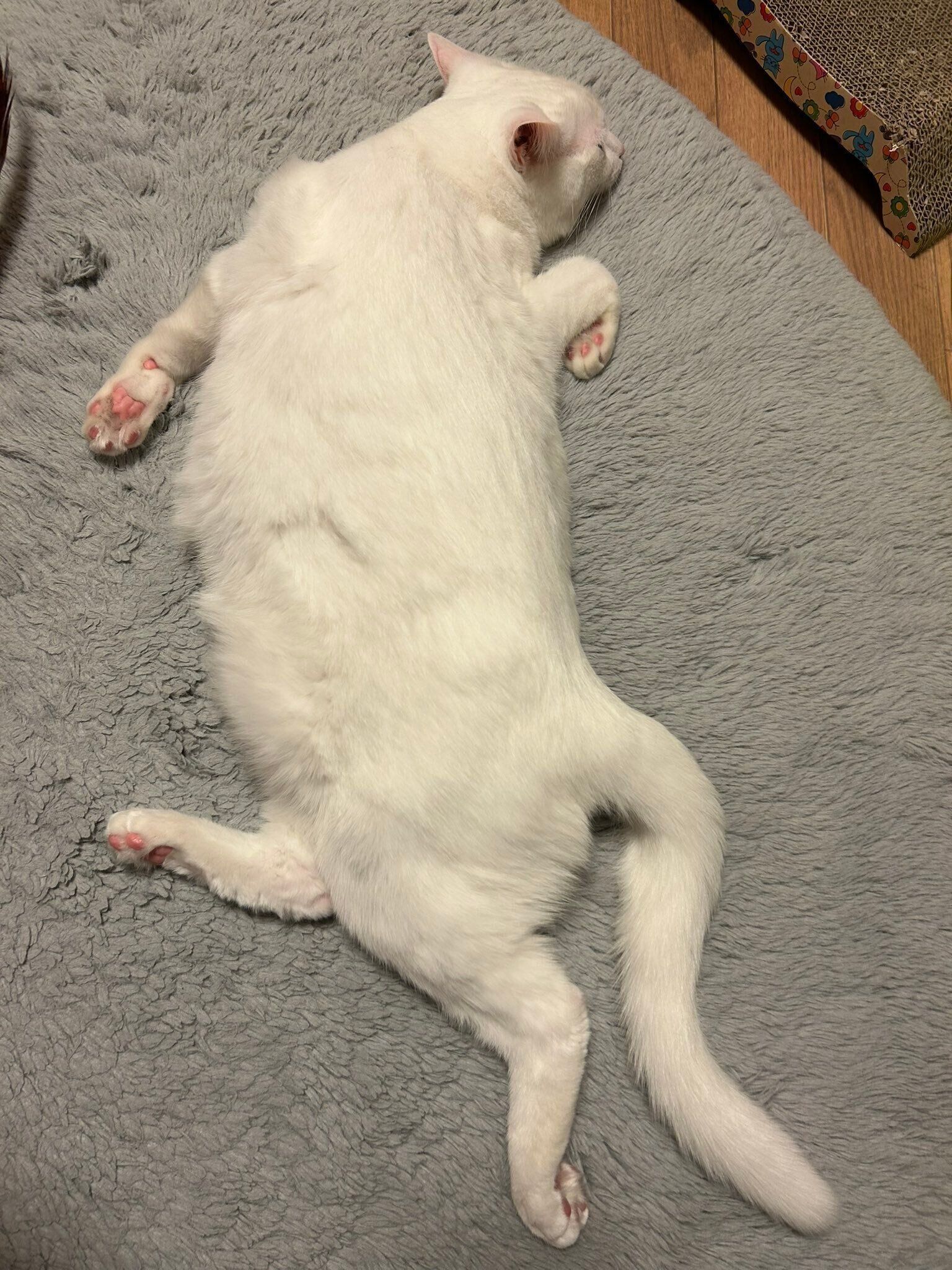 「ヘンテコ寝相コレクション」のひとつ