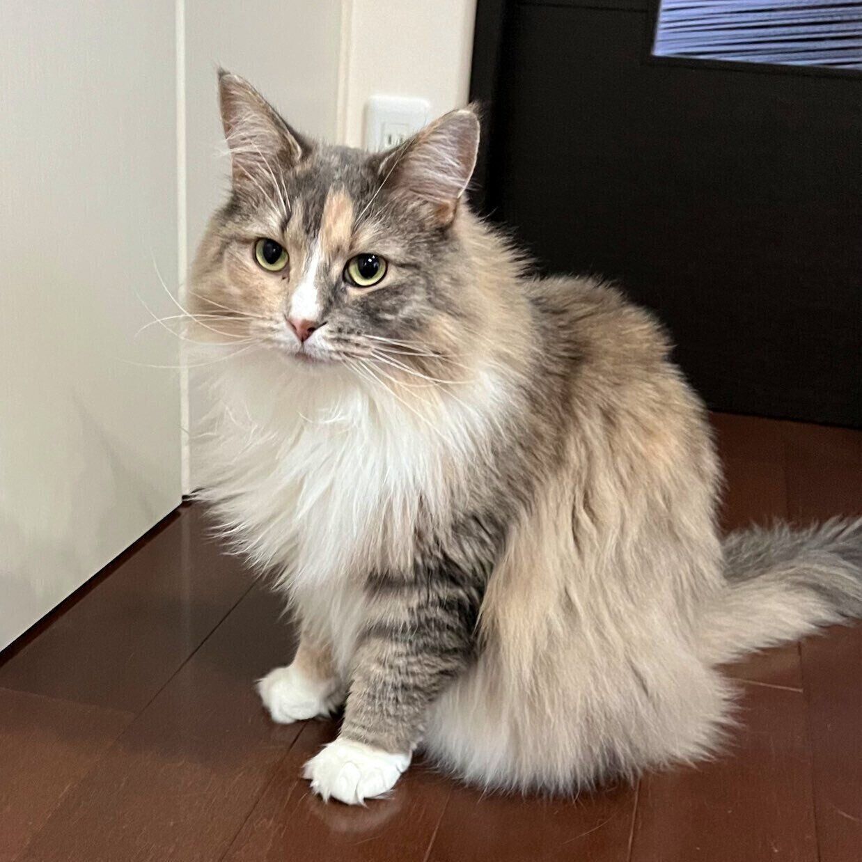 表情がたまらなくかわいいあんこちゃん