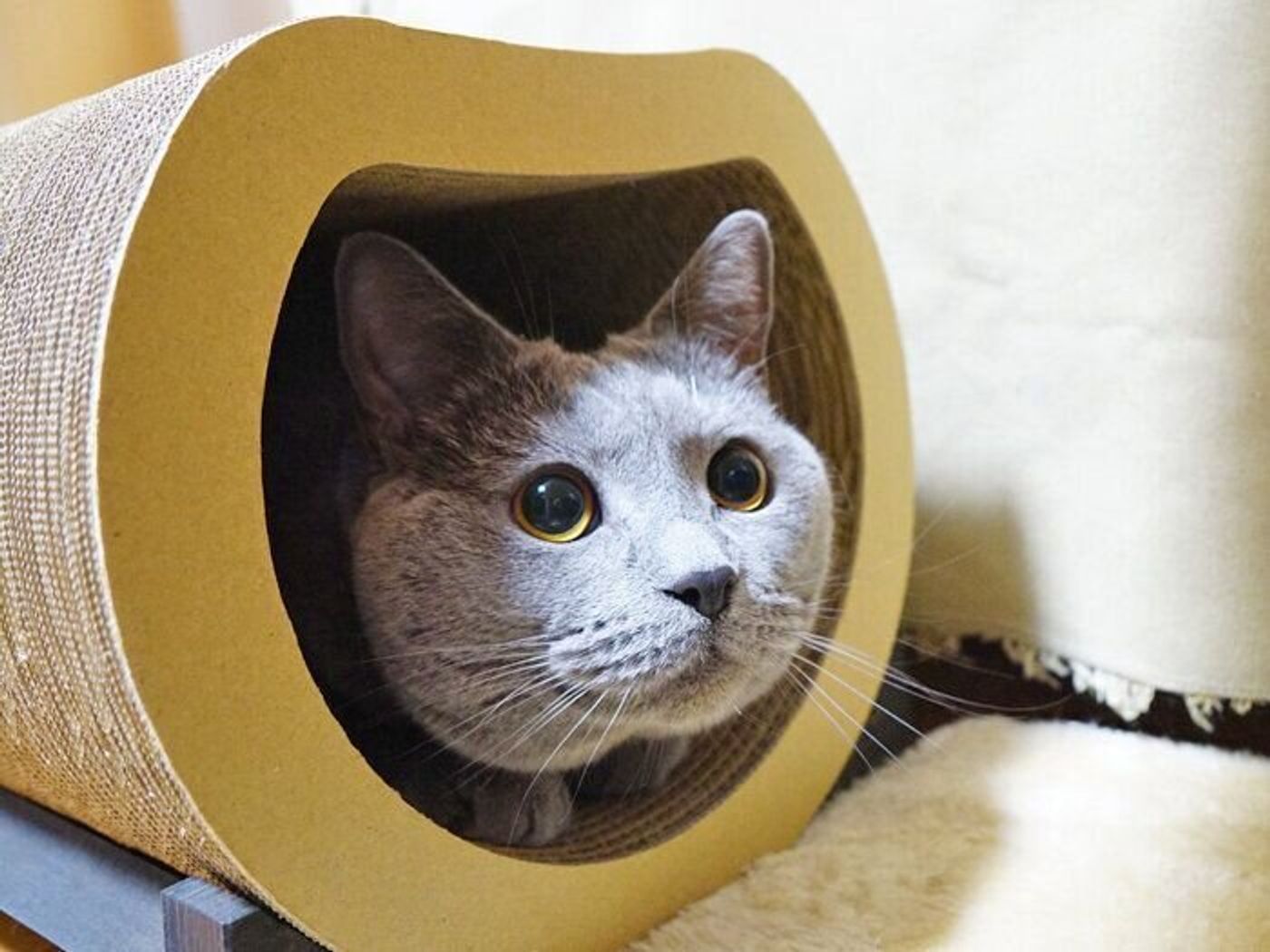 好奇心と警戒心 どっちが強い 本日もねこ晴れなり Vol 348 ねこのきもちweb Magazine 好奇心と警戒心 どっちが強い 本日もねこ晴れなり Vol 348 ねこのきもちweb Magazine