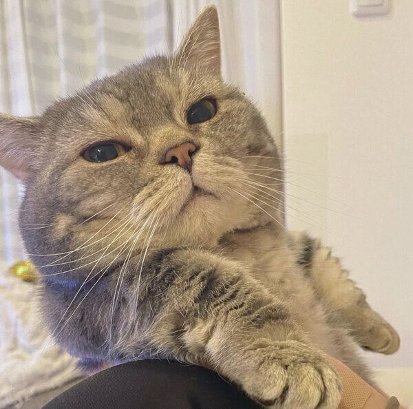 見つめるぷーちゃん