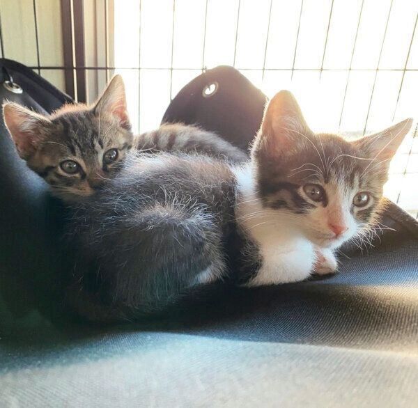 仲良しなアポロくん、オレオくん