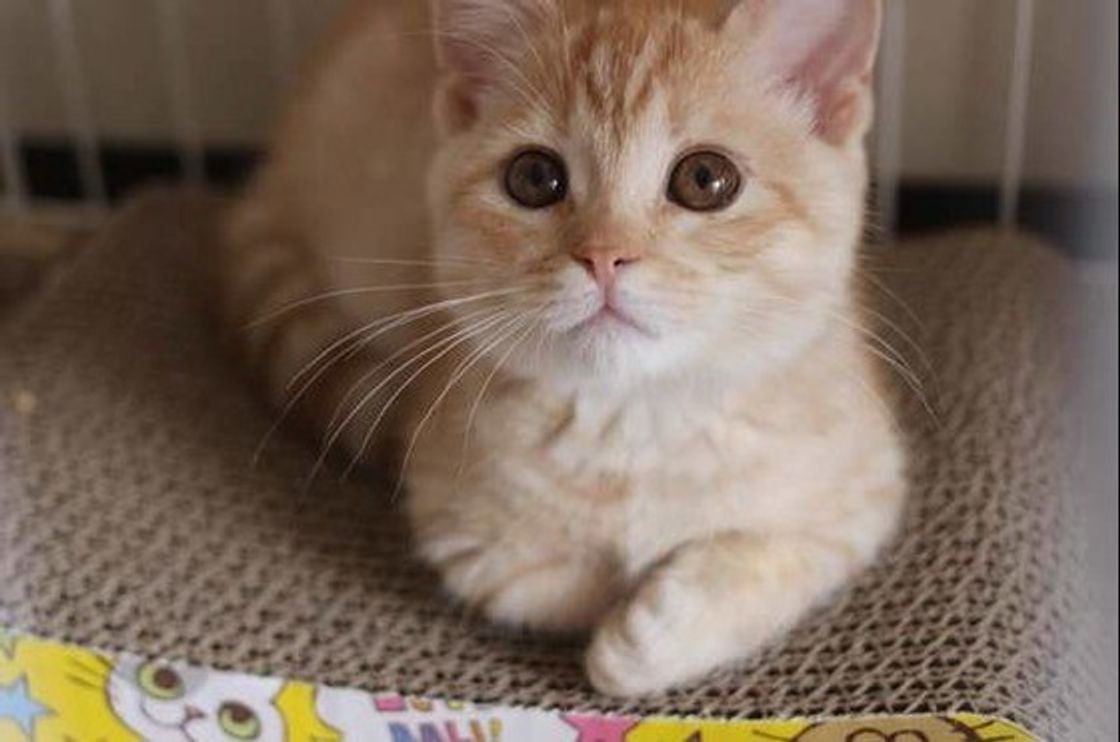 専門家が解説 猫の多頭飼いで知りたい 注意が必要な 組み合わせ はあるの ねこのきもちweb Magazine 専門家が解説 猫の多頭飼いで知りたい 注意が必要な 組み合わせ はあるの ねこのきもちweb Magazine