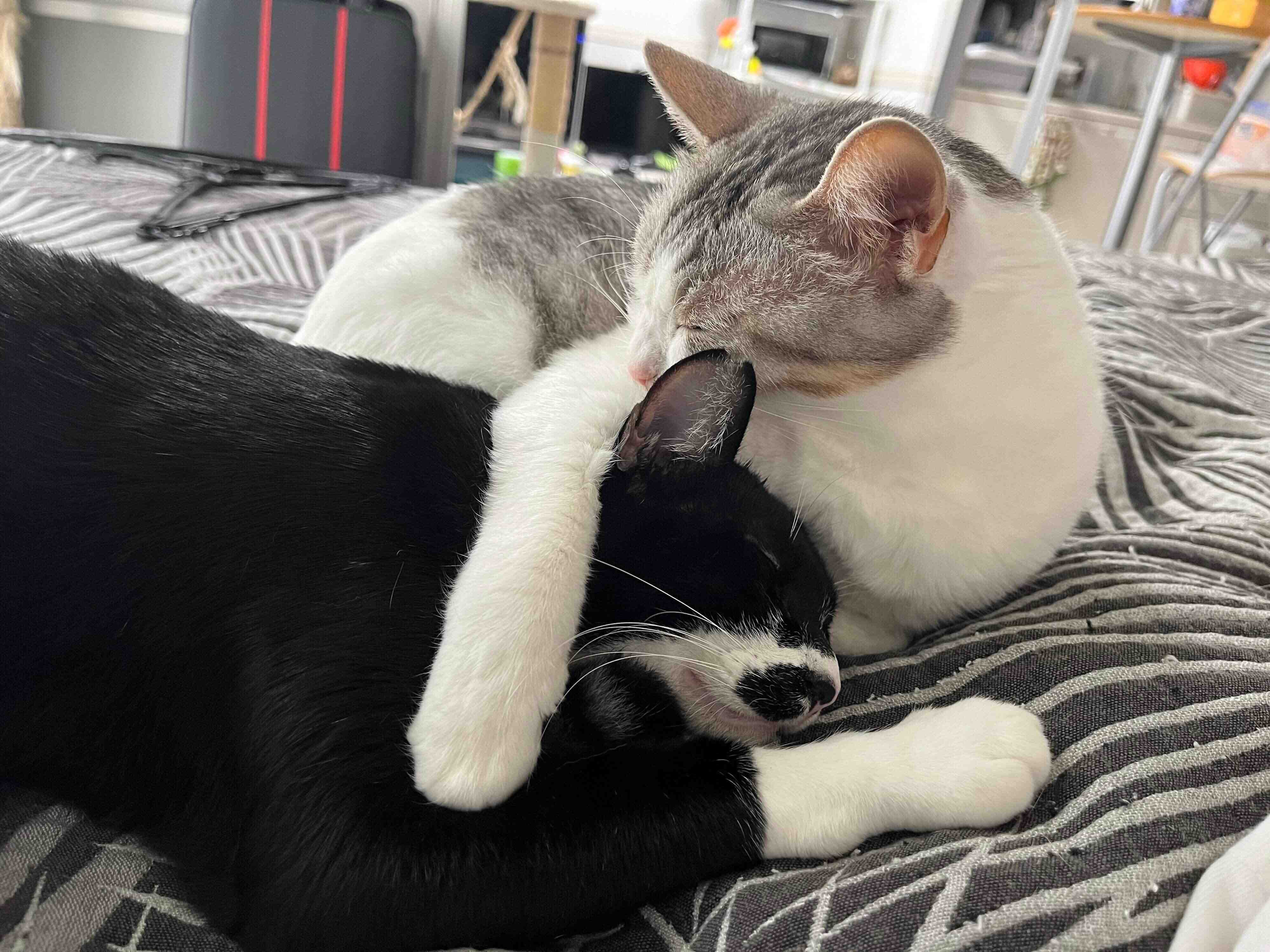 仲良くまったりするとうふちゃん、ゆばくん