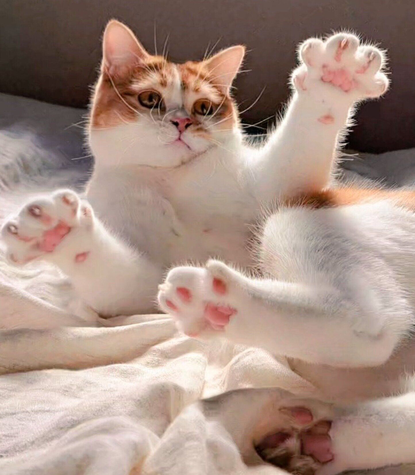 肉球をパアッと広げるもなかくん