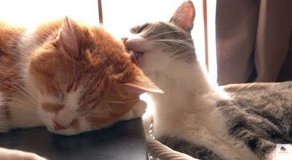 猫のアミ太郎ちゃんとおはぎちゃん