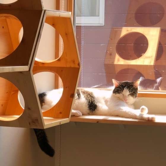 ひなたぼっこ中のサバトラ