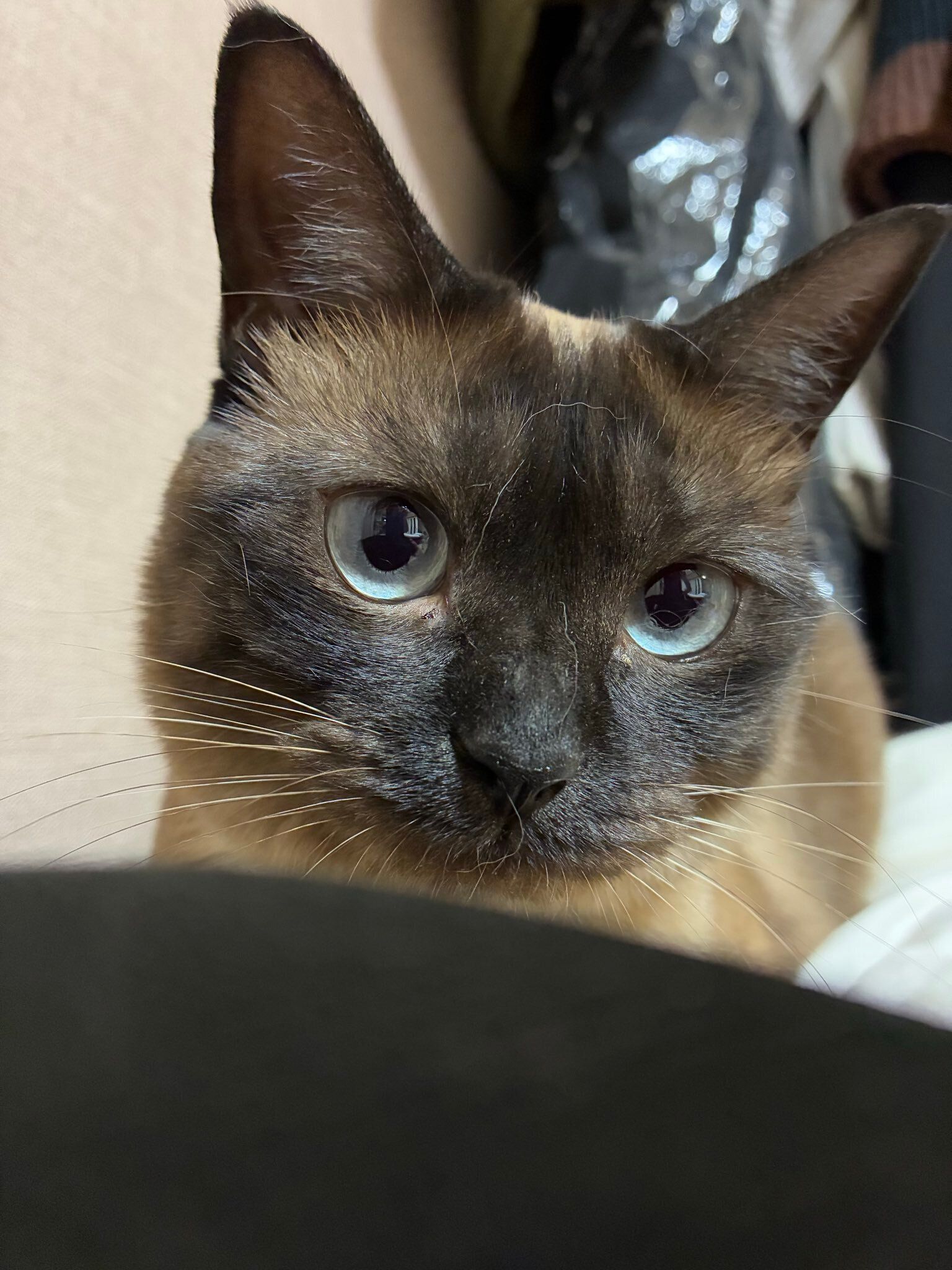 飼い主を見つめる猫