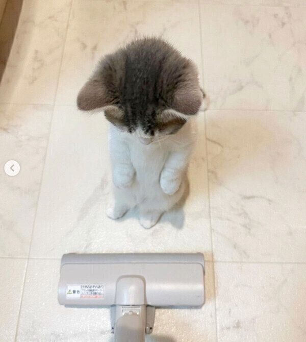 掃除機を見つめるチノちゃん