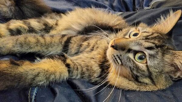 くつろぐるーちゃん