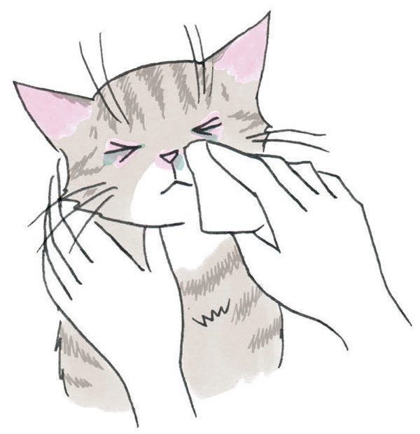 冬に注意したい病気「猫カゼ」とは