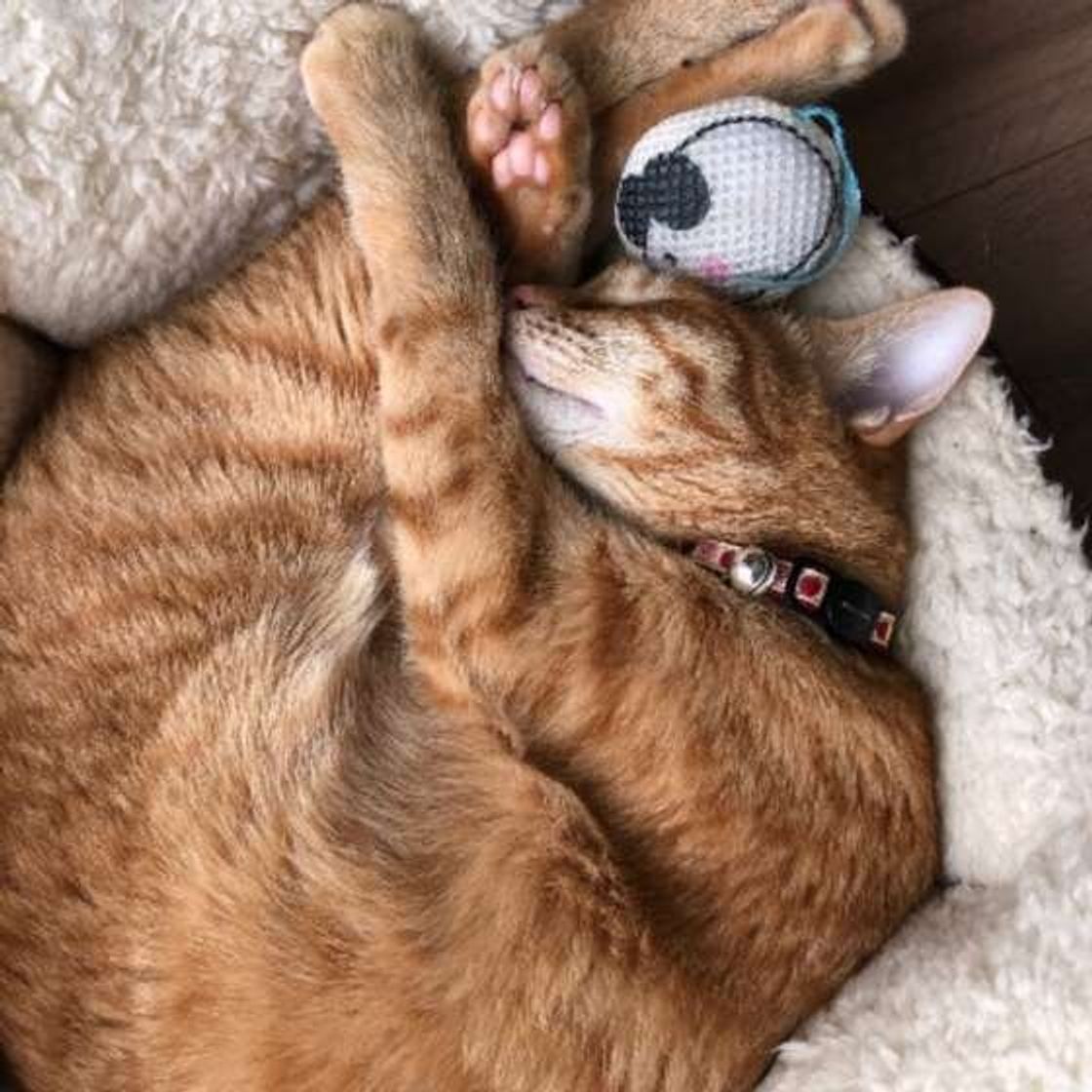 気がついたらなくなっている 猫が飼い主の物やおもちゃを隠したがるワケ ねこのきもちweb Magazine 気がついたらなくなっている 猫が飼い主の物やおもちゃを隠したがるワケ ねこのきもちweb Magazine