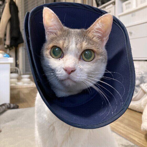 紺色のエリザベスカラーをつけている白い猫（頭、耳は茶色）